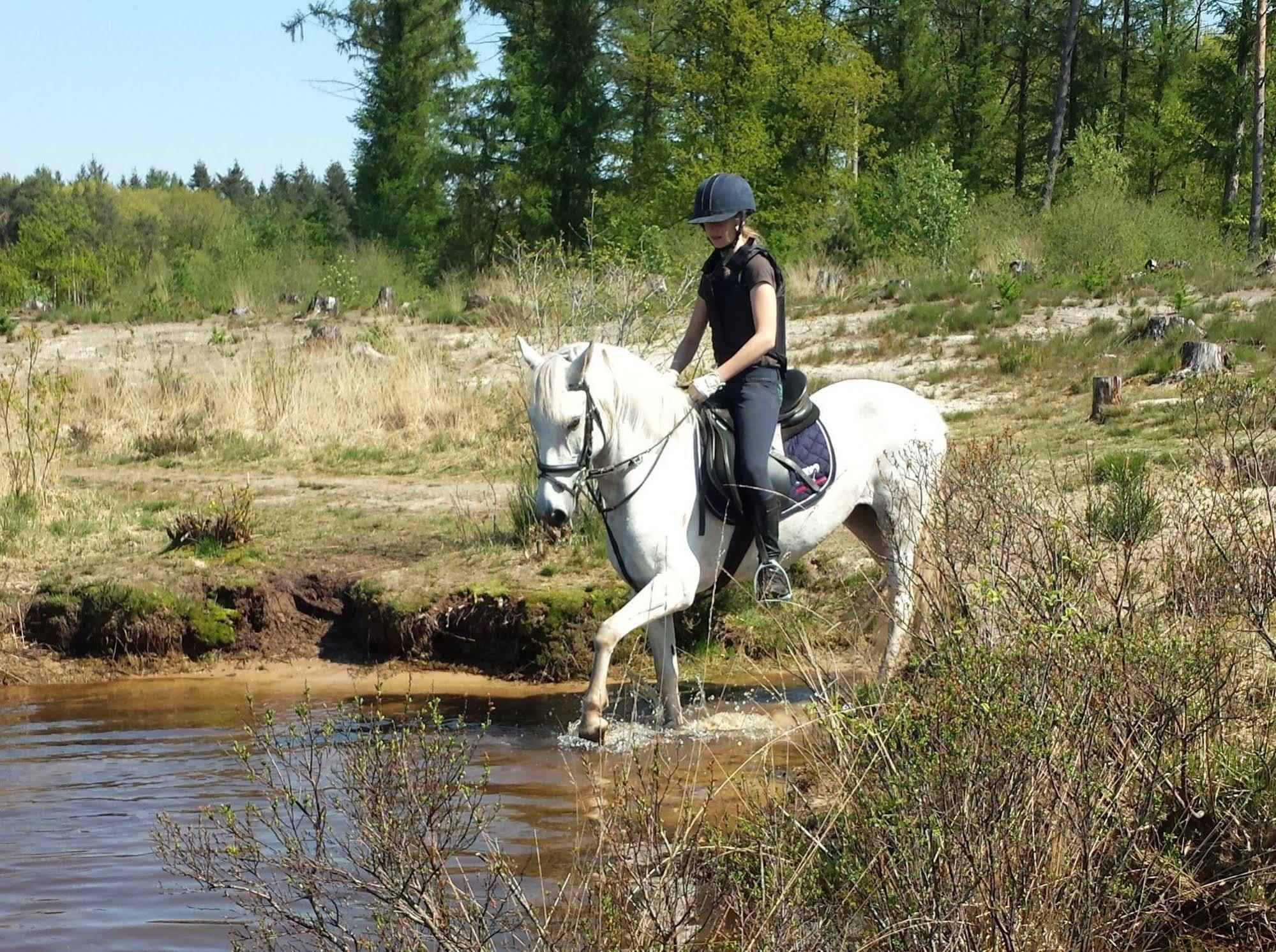 Horsetellerie Rheezerveen Hardenberg Eksteriør bilde